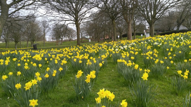 daffodils