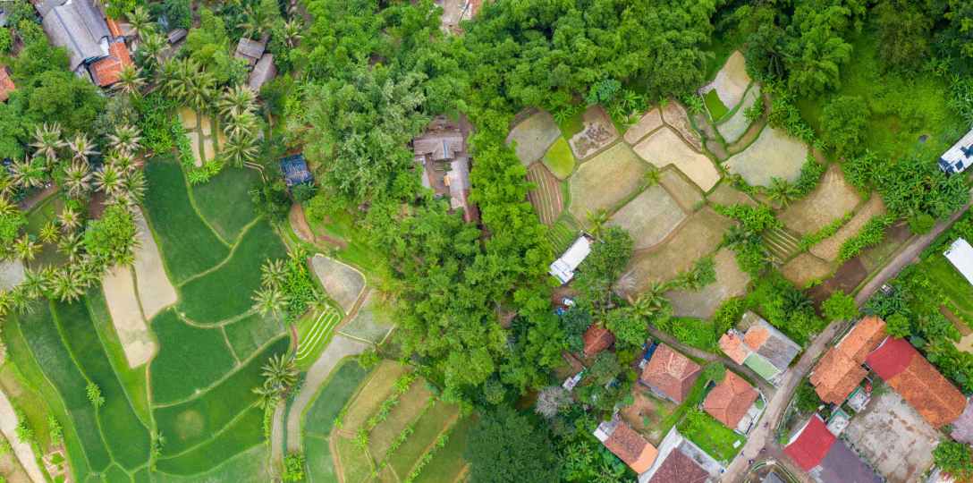 Aerial view of rice fields with houses