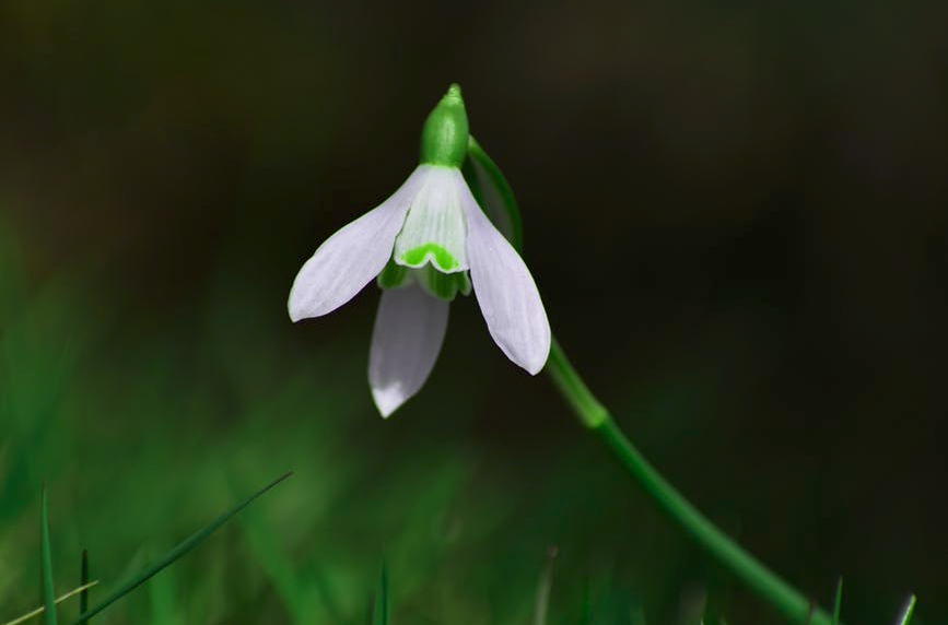 snowdrop