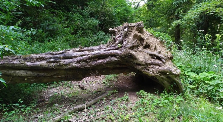 Why do modern humans oppress and destroy life on Earth? And what to do about&nbsp;it?