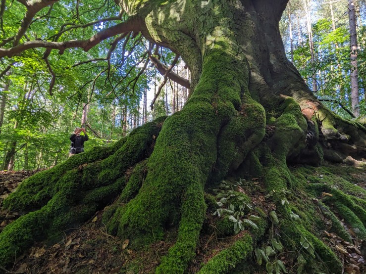 Finding Joy in the Everyday&nbsp;Wild